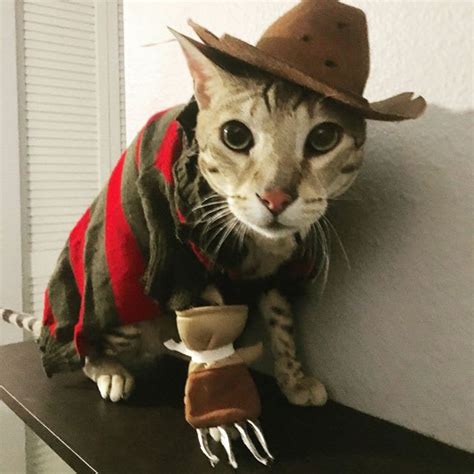 Cat Cowboy Image Result For Cats In Cowboy Hats Funny Cat Memes