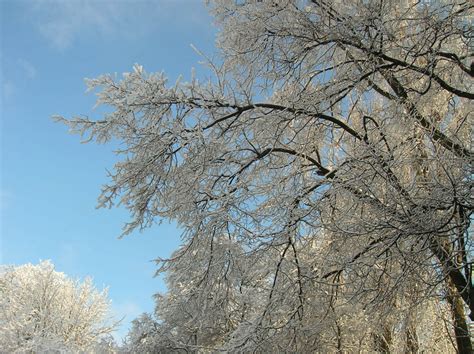Free Images Tree Nature Branch Blossom Snow Cold Winter Sky