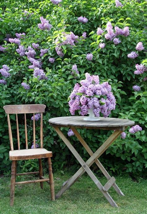 Gorgeous Purple Lilacs Garden Ideas Purple