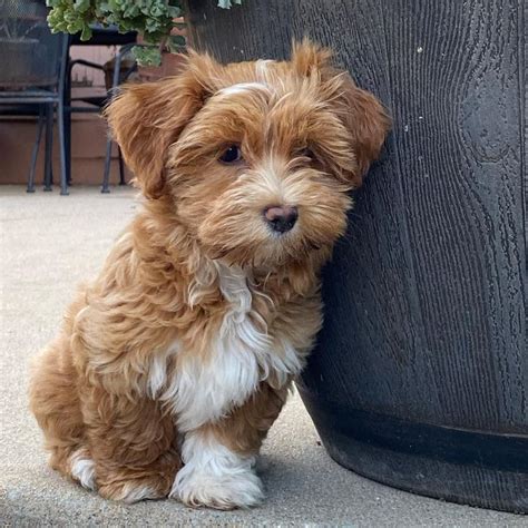 1 Cute Havanese Puppy For Sale