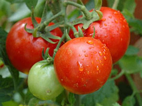 Tips For Growing Tomato Plants Cedar Grove Gardenscedar