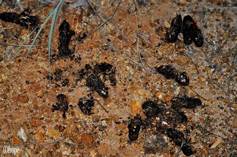 Porcupine Scat Crested Bunting Flickr