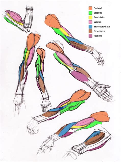 Learn the arm muscles in particular the bicep muscle and the tricep muscle with our arm muscle diagram, learn all below is a diagram depicting the main arm muscles that we are going to target. figuredrawing.info news: Additional Arm Diagrams 5/13