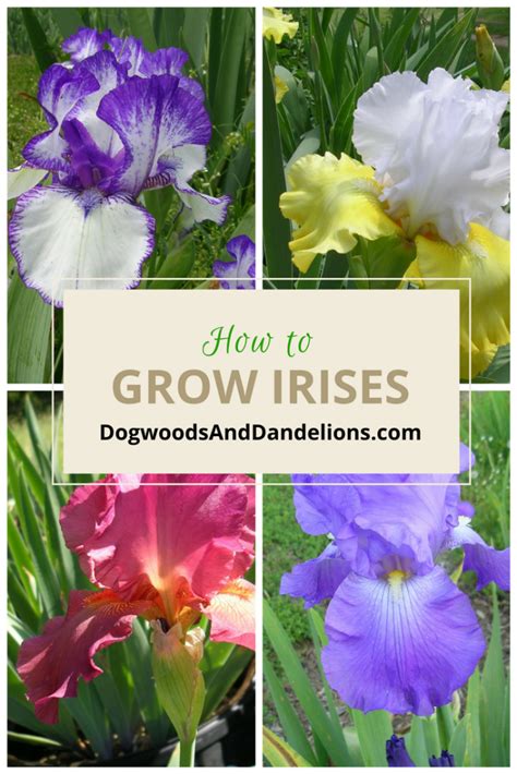 How To Grow Irises Growing Irises Iris Flowers Garden Beautiful