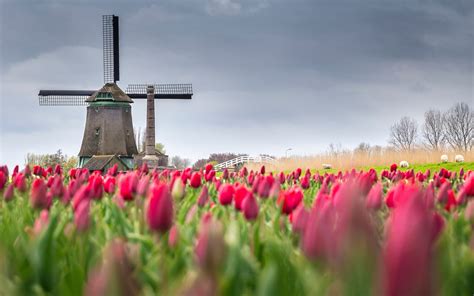 Fonds Décran Fleurs De Tulipes Roses Moulin à Vent Pays Bas