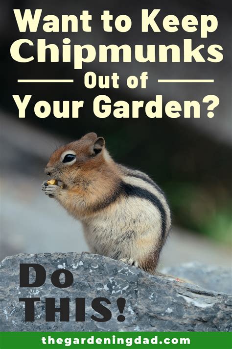 Want to Keep Chipmunks Out of Your Garden? Do THIS! | Garden, All about