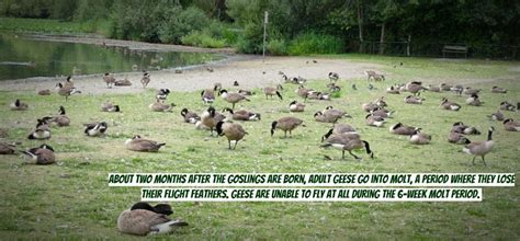 Once these birds stumble upon your property and start feeling comfortable, they won't be. How to Get Rid Of Geese | Keep Geese Away | Goose Repellent