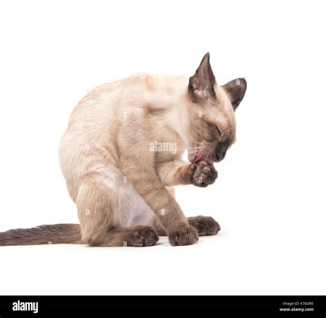 Side View Of A Young Siamese Cat Licking His Paw On White Background