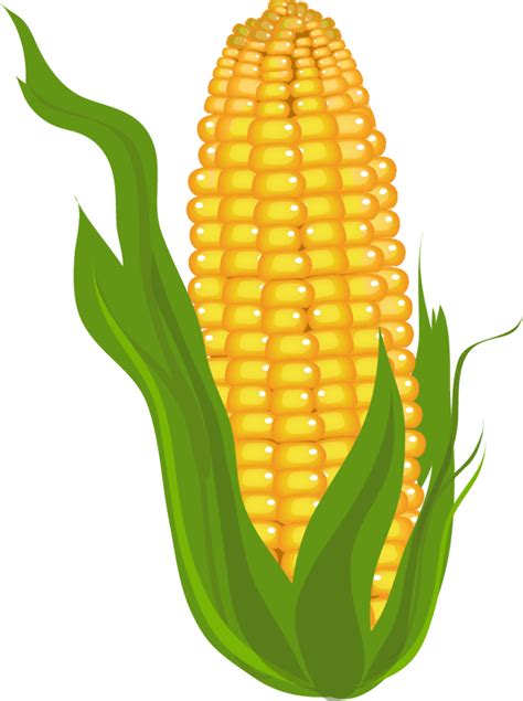 Download High Quality Corn Clipart Husk Transparent Png Images Art