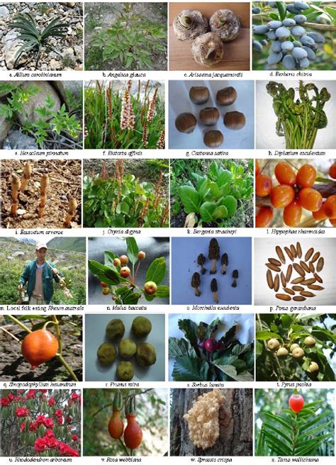 Pdf Edible Plants Chart