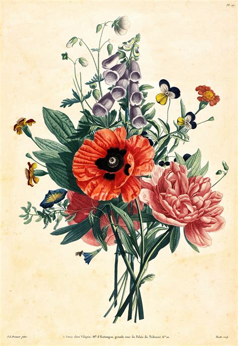 Vintage Botanical Prints Vintage Flower Print Vintage Artwork Vintage