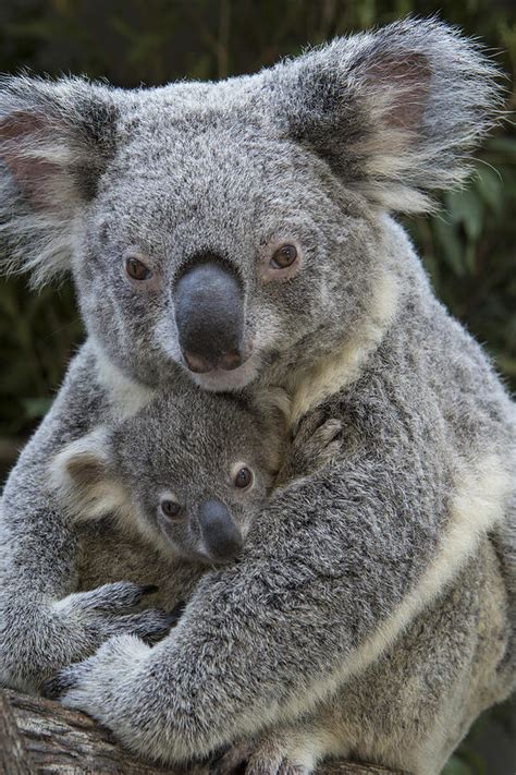Koala Mother Holding Joey Australia Photograph By Suzi Eszterhas