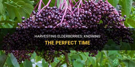 Harvesting Elderberries Knowing The Perfect Time Shuncy
