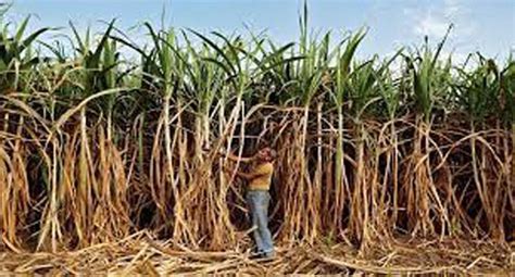 Efforts Underway To Boost Sugarcane Yield