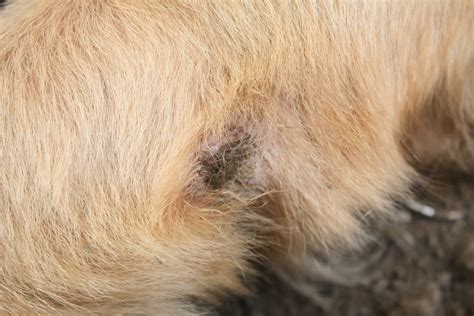 Dog Skin Conditions Ringworm