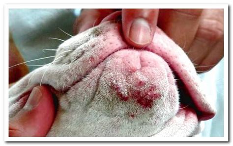 My Dog Has Pimples Causes And Solutions Dogsis
