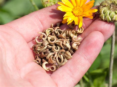 Planting Calendula Seeds Learn About Collecting And Sowing Calendula Seeds