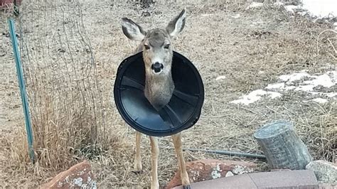 Deer With Trash Can Lid On Neck In Colorado Photos Show Sacramento Bee