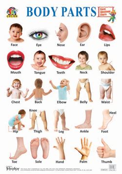 Now listen, read and repeat. TRICOLOR CLASSIC EDUCATIONAL CHARTS BODY PARTS - Tricolor ...