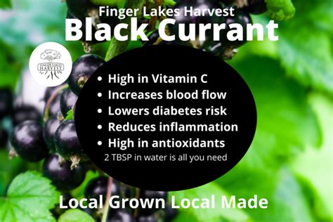 Black Currant Shrub Finger Lakes Harvest