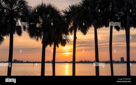 Palm Trees At Sunset In Siesta Key Beach Florida Stock Photo Alamy