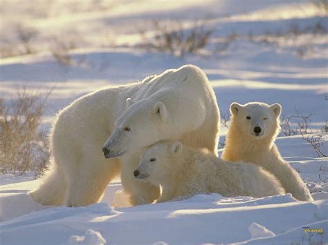 Polar Bear Wallpapers Fun Animals Wiki Videos Pictures Stories