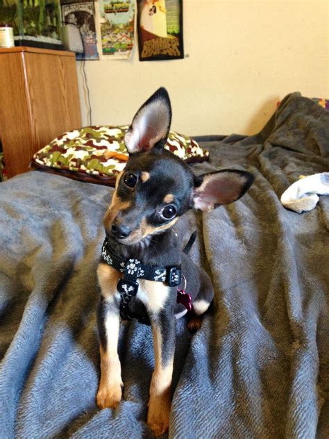 Chihuahua Pinscher Mix For Sale