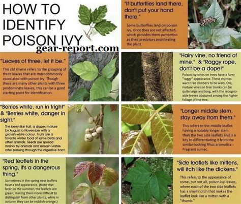 Difference Between Boston Ivy And Poison Ivy