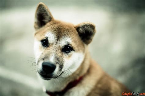 Japanese Dog Breed Akita Inu Wallpapers And Images Wallpapers