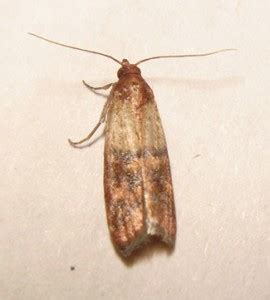 How to avoid moths in your pantry? Get Rid Of Meal Moths!