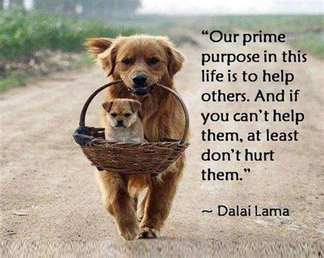 33 Inspirational Dog Quotes - SpartaDog Blog