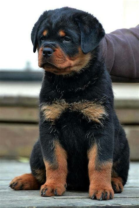 An untrained rottweiler can become a problem when he or. beautiful baby Rottweilers Puppies, De Rottweilers, Puppies Rottiiiiii, Rotteweil Puppies, Dogs ...
