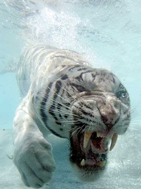 Insane Pics Snarling White Tiger Underwater