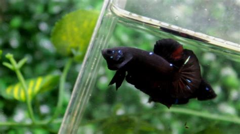 Black Series Avatar - Betta Fish - Istana Betta Fish - YouTube