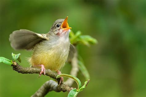 Singing photos added 167 new photos — in bengaluru city. Waarom zingen vogels in de lente? | wibnet.nl