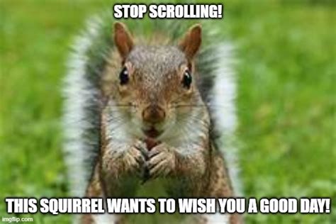 Squirrel Memes And S Imgflip