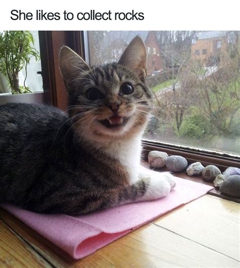 35 Of The Happiest Animal Memes To Start The Week With A Smile Bored