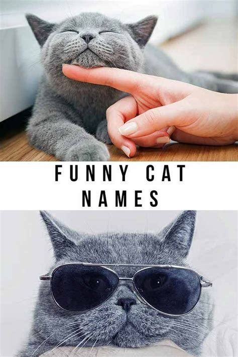 Funny Cat Names 150 Hilarious Ideas For Naming Your Kitty Boy Cat