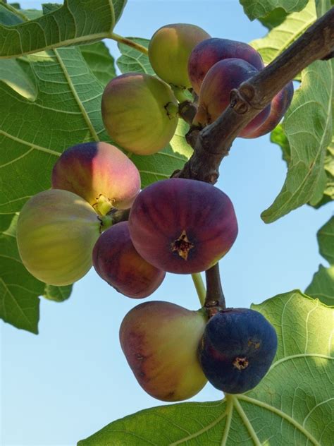 Fig Types Different Types Of Fig Trees For The Garden Growing Fig