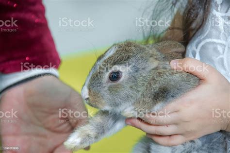 Adorable Lopsided Bunny In Hands Cute Pet Rabbit Being Cuddled By His