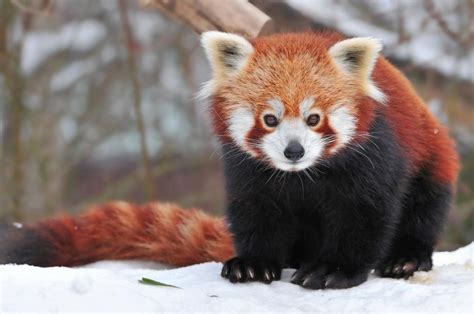 Red Pandas Facts A Furry Collection Of Facts Serious Facts
