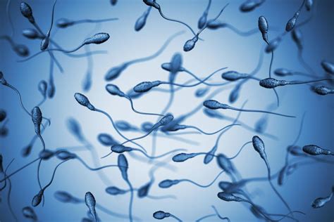 The Lifespan Of Sperm Cells Longevity Withdrawal And Fertility
