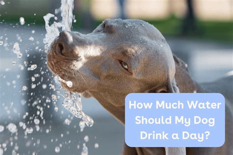 How Much Water Should A Dog Drink A Day Dog Water Chart Pupford