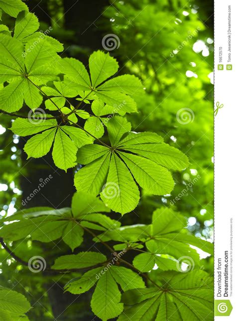 Horse Chestnut Tree Leaves Stock Photo Image Of
