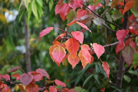 We did not find results for: Manchurian Pear - The Tree Shop Nursery Melbourne