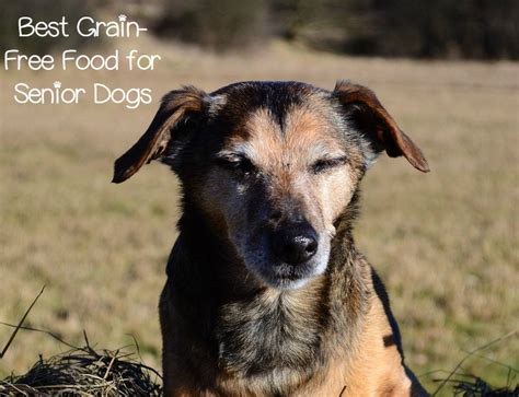 Senior Dog Food Going Grain Free With Confidence Dogvills