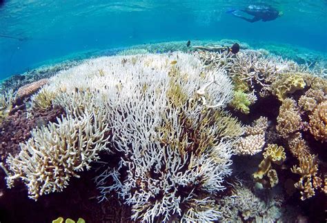 Scientists Develop ‘heat Resistant Coral To Fight Bleaching