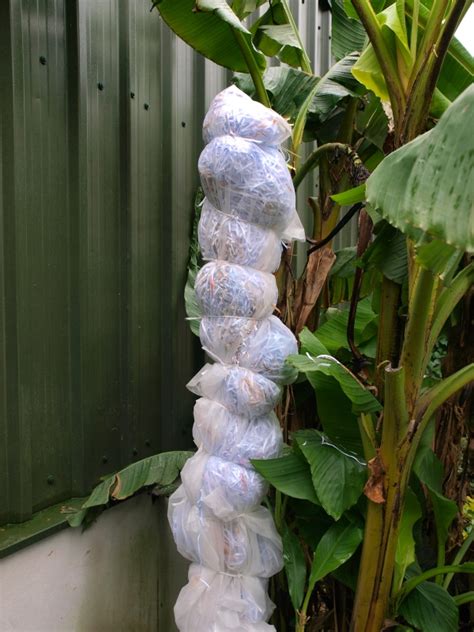 Drying winter winds can dessicate evergreen leaves, disfiguring them and compromising photosynthesis. How to Care for Banana Trees - Burncoose Nurseries