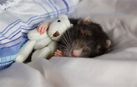 Two Photographers Take Pictures Of Their Pet Rats Cuddling Teddy Bears