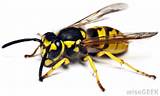 Photos of Yellow Jacket Wasp Sting